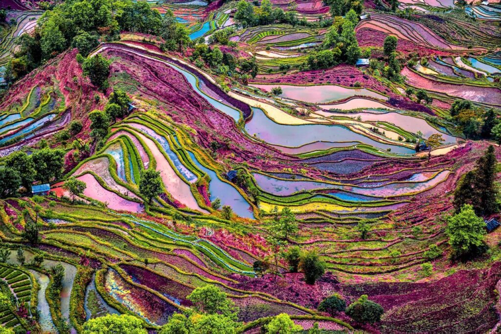 Lugares na China - Campos de arroz
