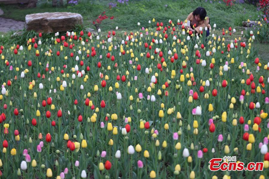 belas paisagens da primavera chinesa